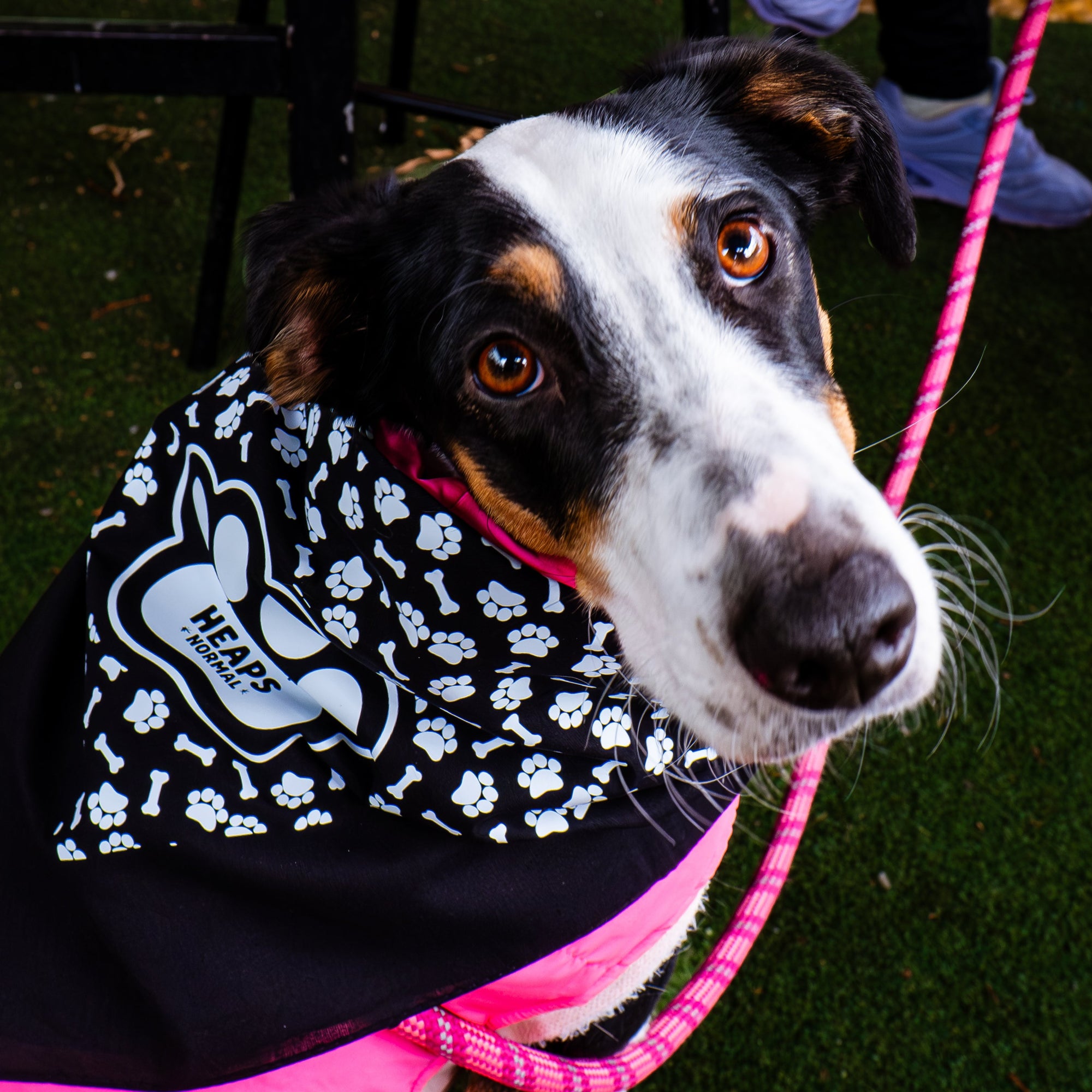Welcome to Thornbury Dog Bandana